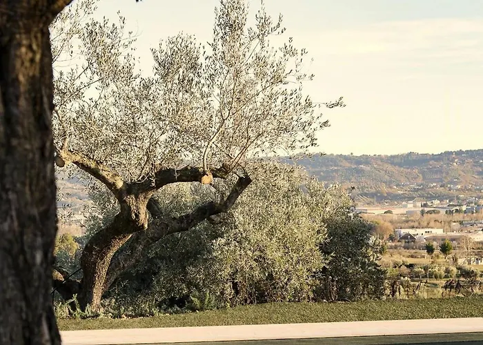 Modern House Among Olive Trees * Spoltore
