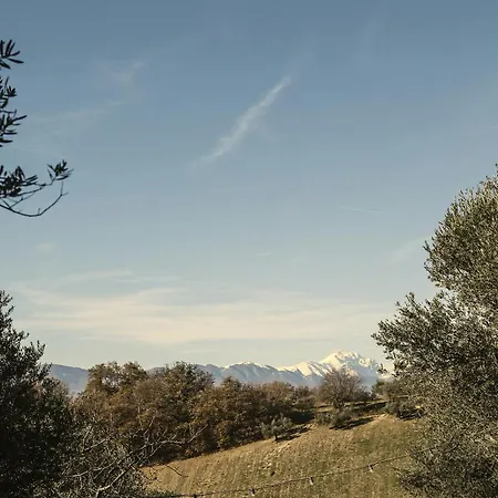 Modern House Among Olive Trees Spoltore