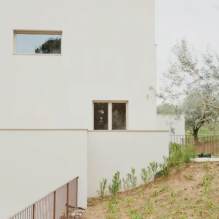 Modern House Among Olive Trees